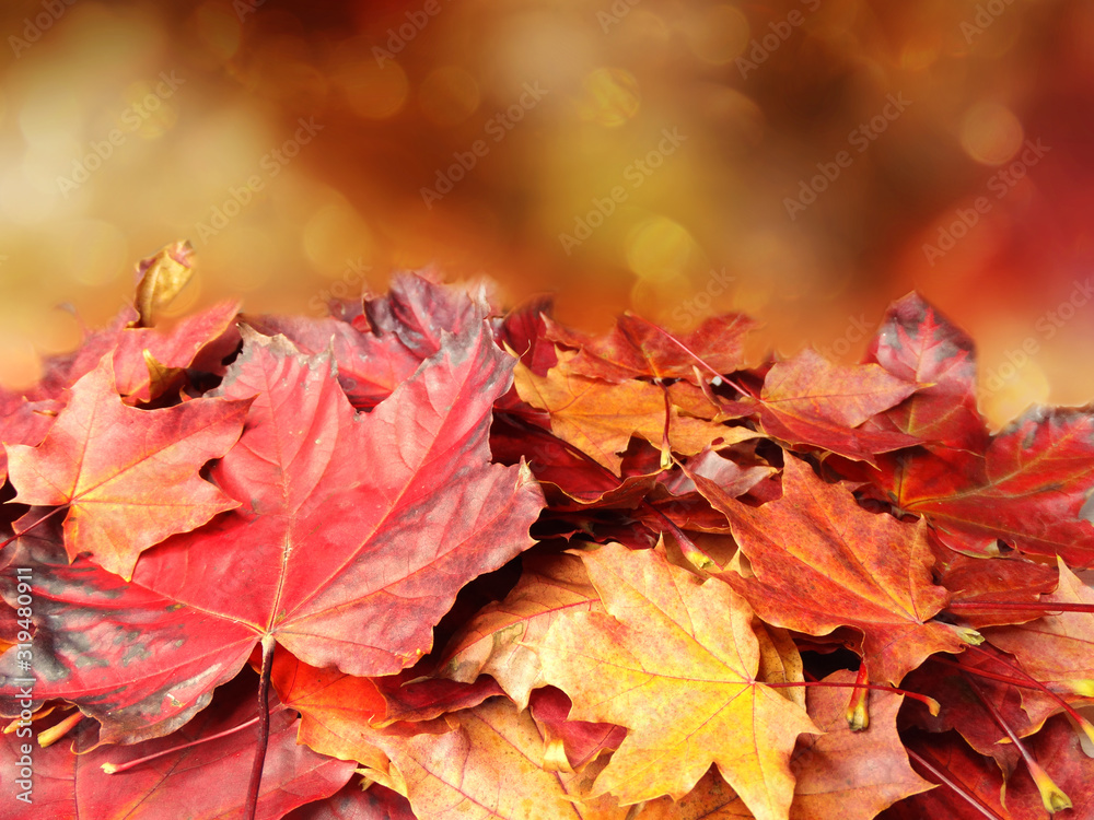 Wall mural autumn background forest with maple trees and sunny beams