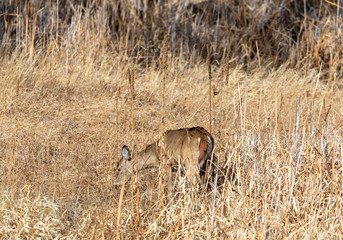 Fototapeta premium Doe Whitetail Deer in Fall in Colorado