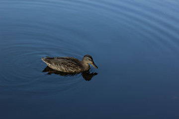 cute duck animal portrait swimming in lake smooth surface blue water natural environment with empty space for copy or text