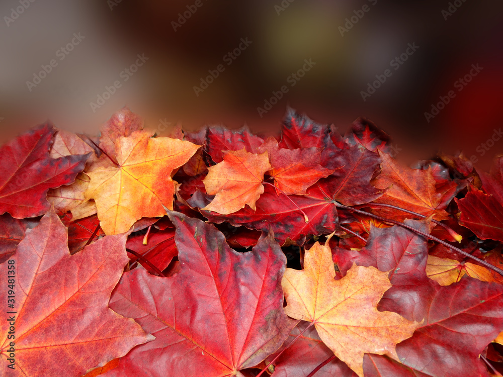 Wall mural autumn background forest with maple trees and sunny beams