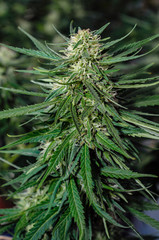 mature hemp flowers  close up