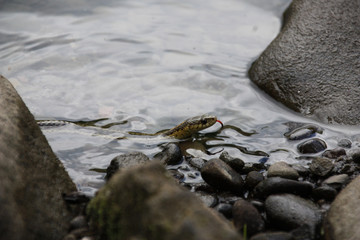 Swimming Snake