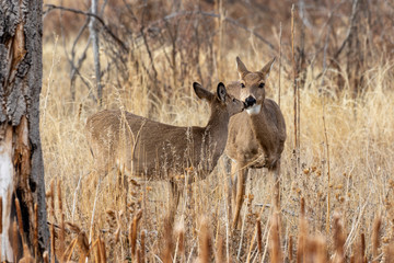 Doe Whitetail Deer in Fall in Colorado