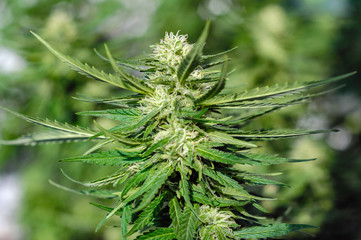 mature hemp flowers  close up