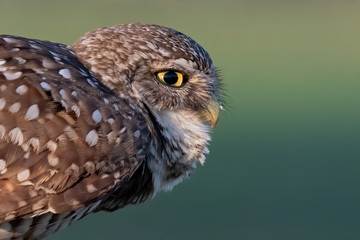 Closeup portrait of a Burrowing Owl.