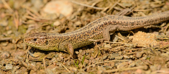 small brown common lizard on the ground