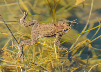 toad frog swimming in clear water among vegetation