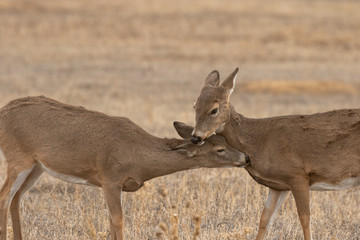 Doe Whitetail Deer in Fall in Colorado