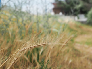 Ripe spike of wild cereal