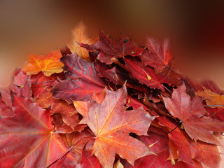 autumn background forest with maple trees and sunny beams