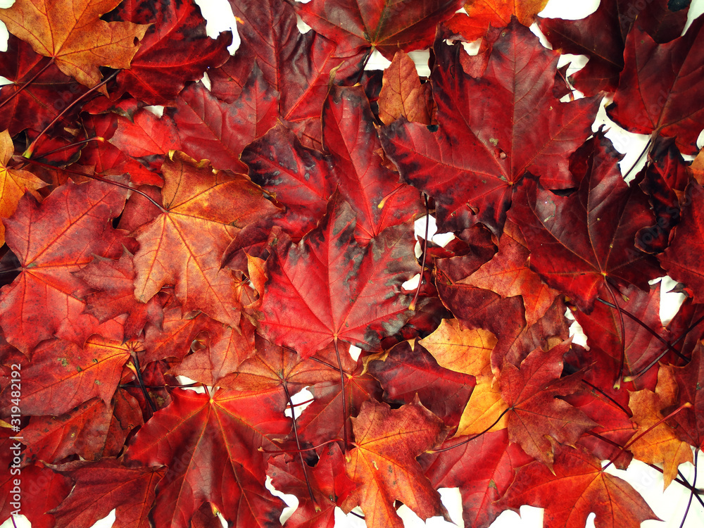 Wall mural autumn background forest with maple trees and sunny beams