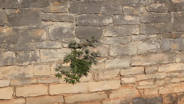 Ruins of the Byzant Kastrum on Brijuni NP