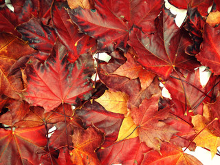 autumn background forest with maple trees and sunny beams