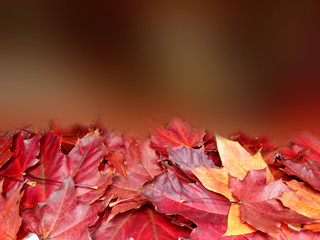 autumn background forest with maple trees and sunny beams