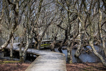 Bohlenweg durch See im Birkenwald