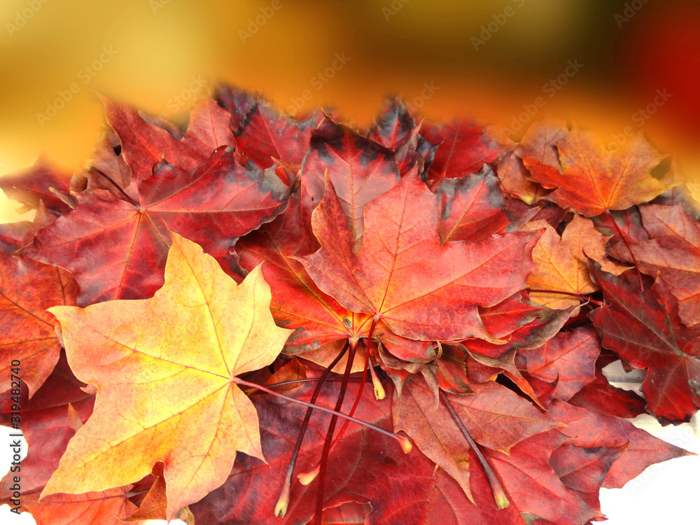 Canvas Prints autumn background forest with maple trees and sunny beams