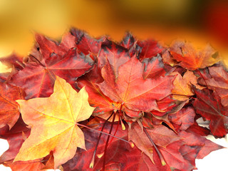 autumn background forest with maple trees and sunny beams