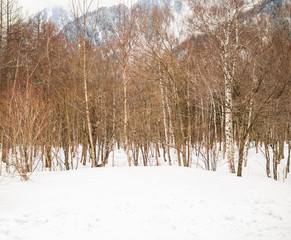Trees in the snow-covered valleys in the winter