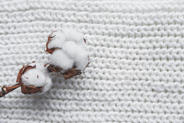 Cotton Flower with knitted cap and scarf, flat lay on marble background, winter style