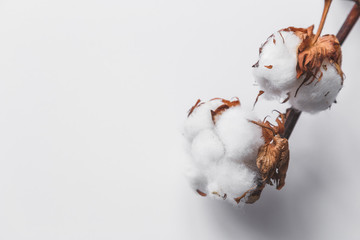 One branch of cotton deadwood on a white isolated background for design. Top view with copy space