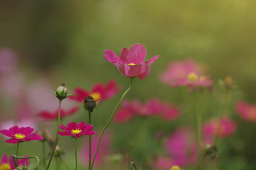 Beautiful cosmos flowers in the field - 319483345