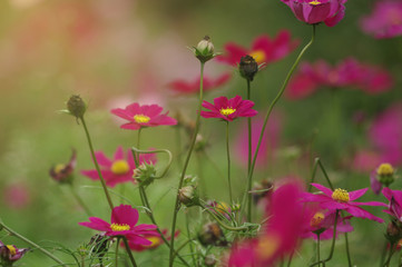 Beautiful cosmos flowers in the field - 319483372