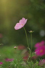 Beautiful cosmos flowers in the field - 319483398