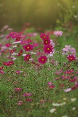 Beautiful cosmos flowers in the field - 319483544