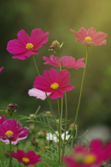 Beautiful cosmos flowers in the field - 319483572