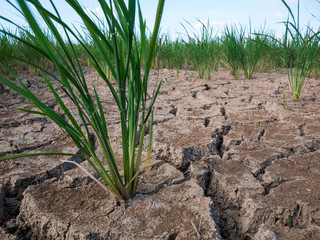 Parched and drought rice field soil during dry season