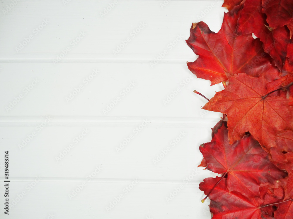 Canvas Prints autumn forest with maple trees on wooden background