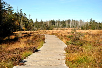 Fototapeta na wymiar Wooden path in the harz (Germany)