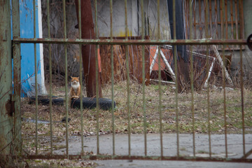Industrial Cat Walking at the abandoned Plant