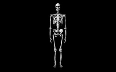 Anatomy. Part of the body. Bones. Medical examination. Human. 3d rendering.