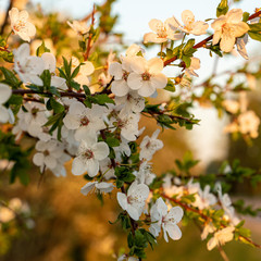 Close up of blooming plum tree in a golden sunset light in spring