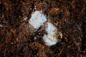 Extreme closeup of micro plastics ( styrofoam ) buried in the organic layer of a soil ( Podzol/ Spodosol )