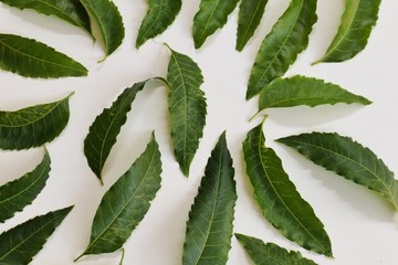Medicinal neem green leaf for background 