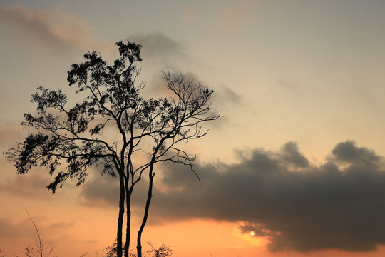 Beautiful landscape image with trees silhouette at sunset