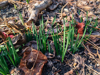 Young green shoots among dried leaves in early spring on a warm sunny day.
