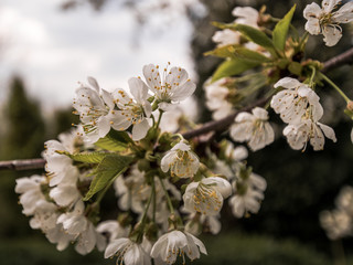 Baum in voller blühte 