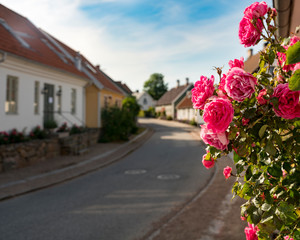 Pink Roses Growing next to house in Old Picturesque residential area, Båstad Sweden.