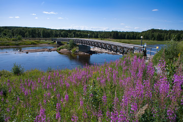 Fototapeta na wymiar Storforsen nature reserve on sunny summer day in Swedish lapland - Visit Sweden and its Swedish Landscape with Big river, rapids and waterfall.