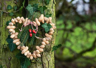 Homemade heart shaped birds feeder made from organic peanuts hanging in the garden. Feeding the...