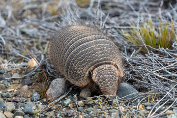 A hairy armadillo found in Patagonia, Argentina