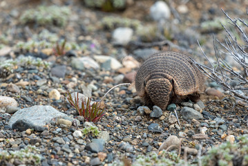 A hairy armadillo found in Patagonia, Argentina