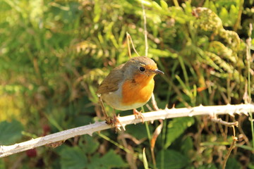Robin (Erithacus Rubecula) in the bushes, Scotland