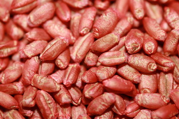 Wheat seeds, cereal seeds with red seed dressing or seed treatment 
