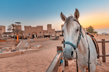 Stall with thoroughbred Arab horses near an ancient village in the desert Sands.