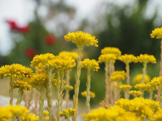Tiny letters yellow flowers united in inflorescences closeup