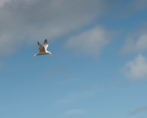 Fototapeta premium Royal Tern in Flight on a Background of Soft Clouds and Blue Sky